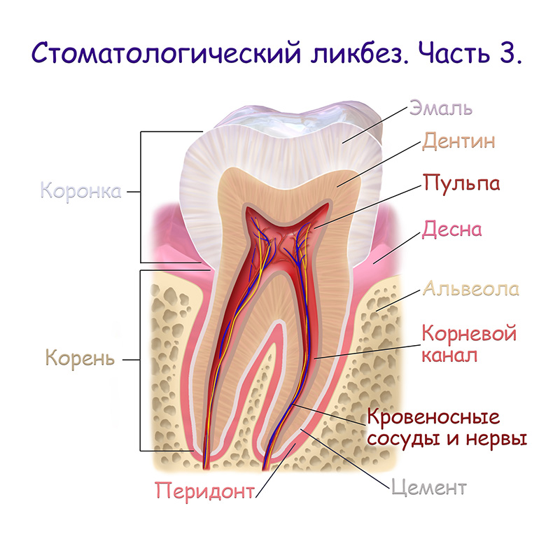 Стоматологический ликбез. Часть 3. Терминология строения зуба