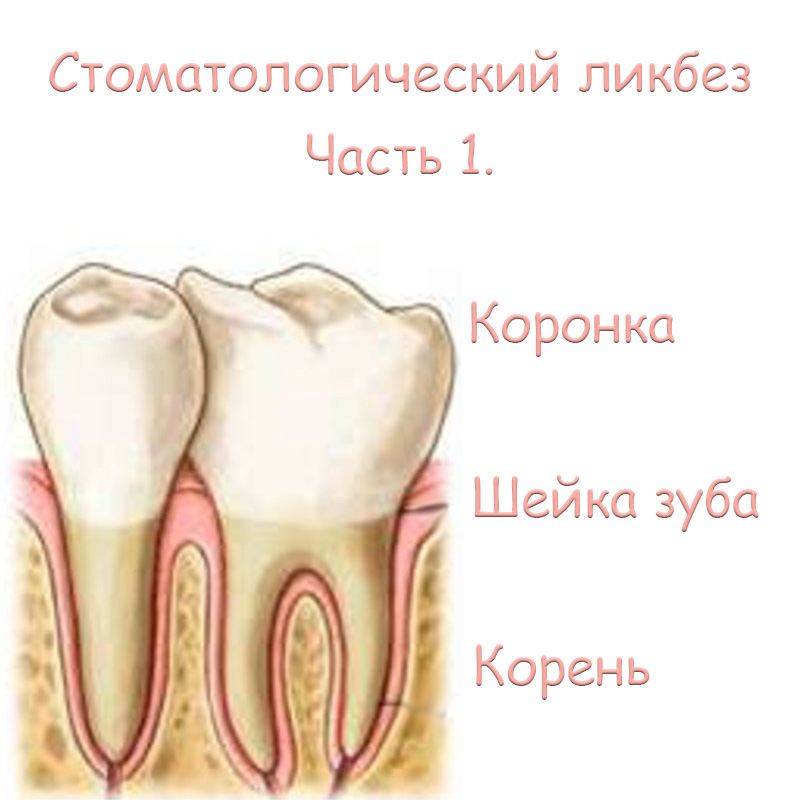 Стоматологический ликбез. Часть 1. Коронка, корень и шейка зуба